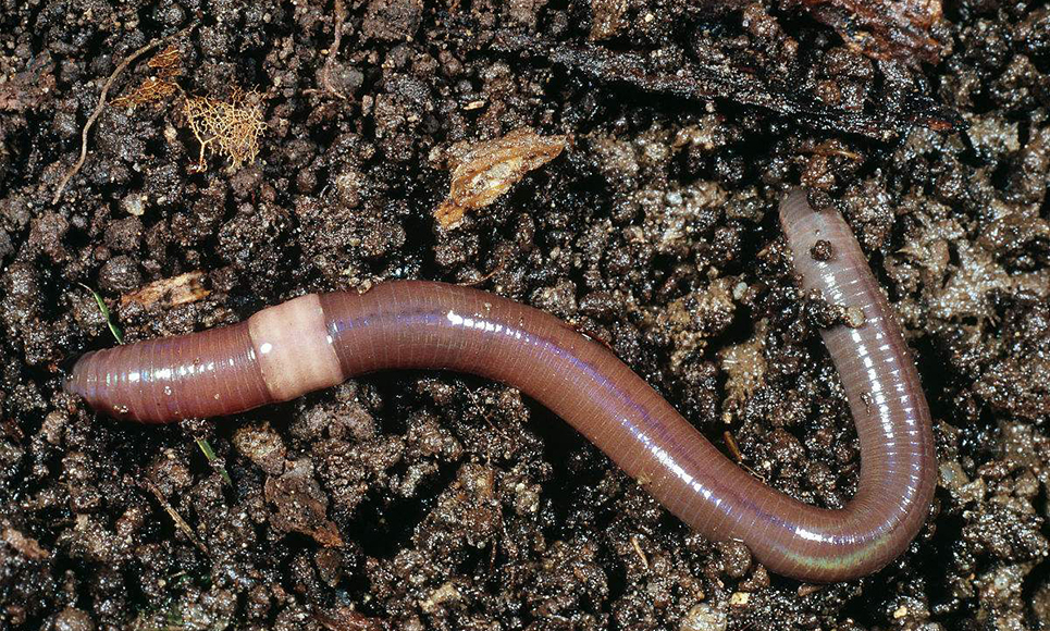 贵州蚯蚓有机肥和泥土