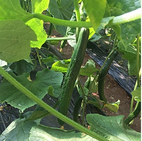 菏泽​有机水溶肥优势