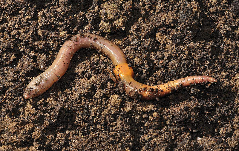 蚯蚓有机肥对植物有什么好处，能提高产量品质吗？