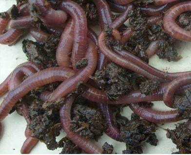针对植物使用后 蚯蚓粪有机肥惊奇发现！